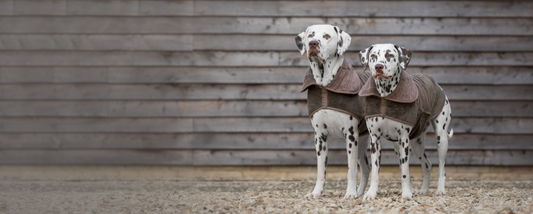 Two dalmatians wearing bamboo drying coats