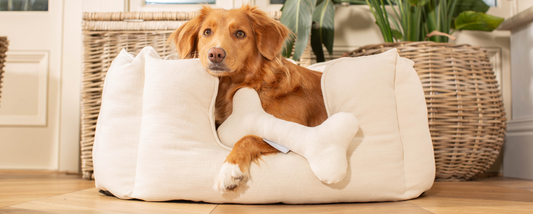 Nova Scotia Duck Tolling retriever in a dog bed with a bone