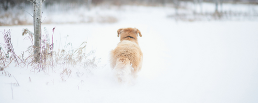When is it too cold to walk your dog?