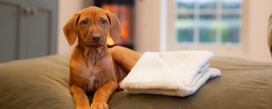Bringing A Puppy Home - Top Tips For First Days & Weeks