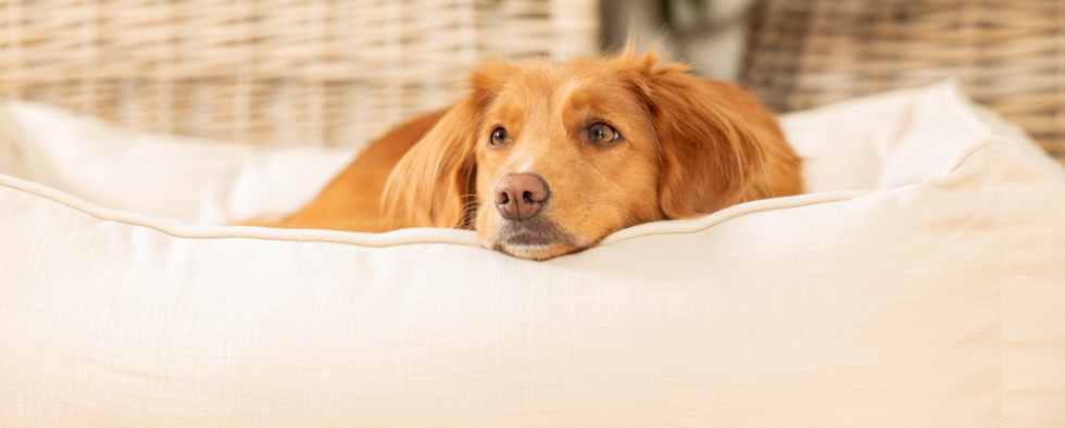Nova Scotia Duck Tolling Retriever laid in a cream dog bed looking sad