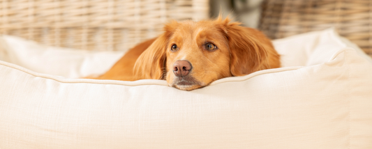 Nova Scotia Duck Tolling Retriever laid in a cream dog bed looking sad