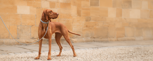 Viszla wearing a grey leather collar and lead next to a stone wall