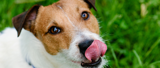 Why do dogs lick you?