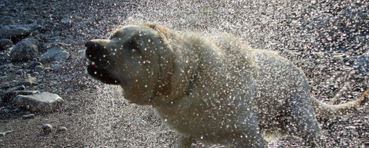 Can you walk your dog in the rain?