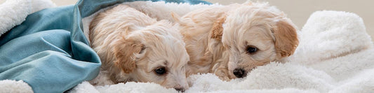 Do Dogs Need Blankets?