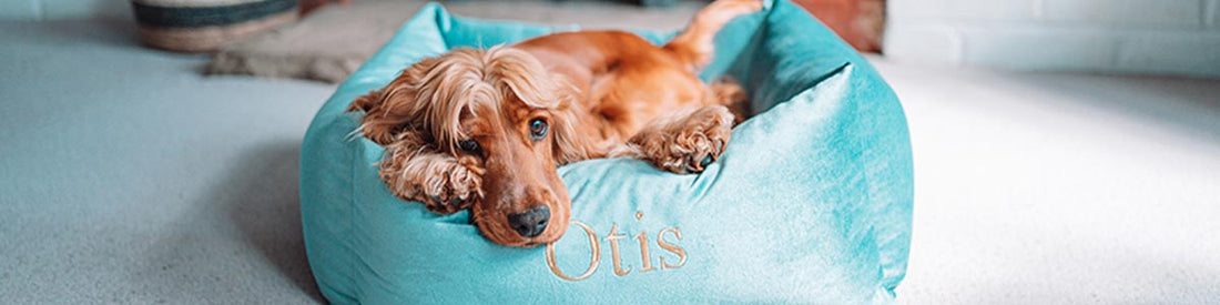 How To Pick A Dog Bed