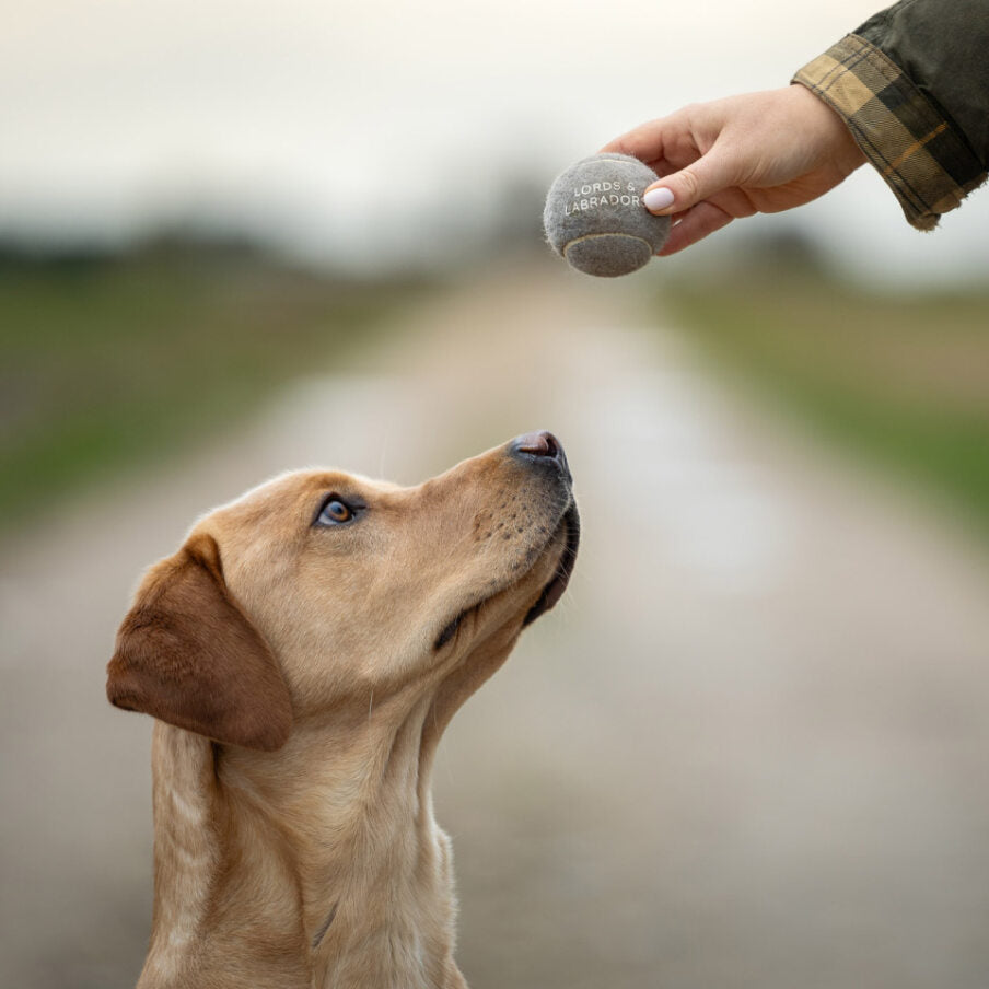 Super-Bouncy Tennis Balls For Dogs, 3 Pack of Tennis Dog Balls, Perfect For Outdoor Play! Available Now at Lords & Labradors US