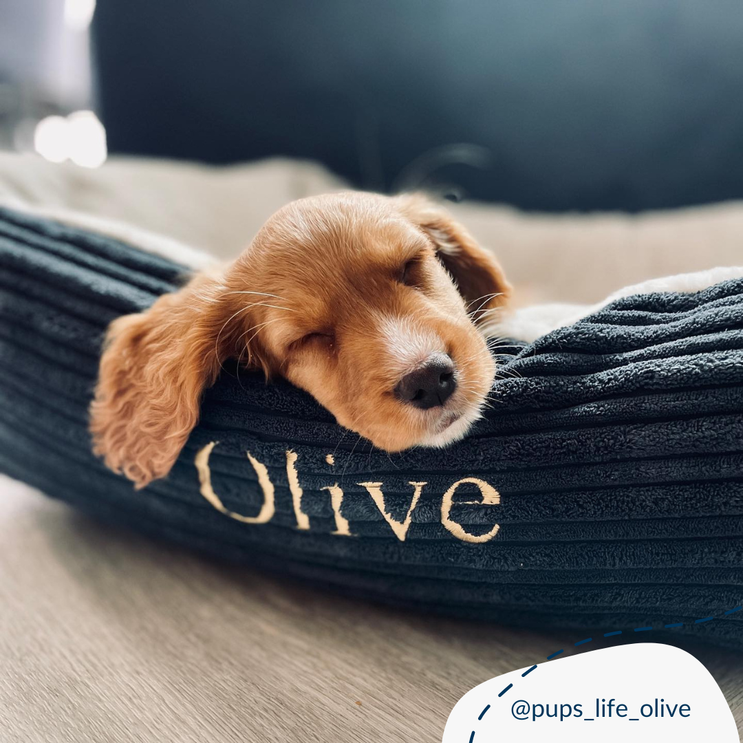 Super Soft, Plush Fabric Essentials Box Bed For Dogs, A Luxury Dog Bed Made Using Sherpa/Fleece To Bring The Perfect Pet Bed For The Ultimate Nap Time! Available Now at Lords & Labradors US