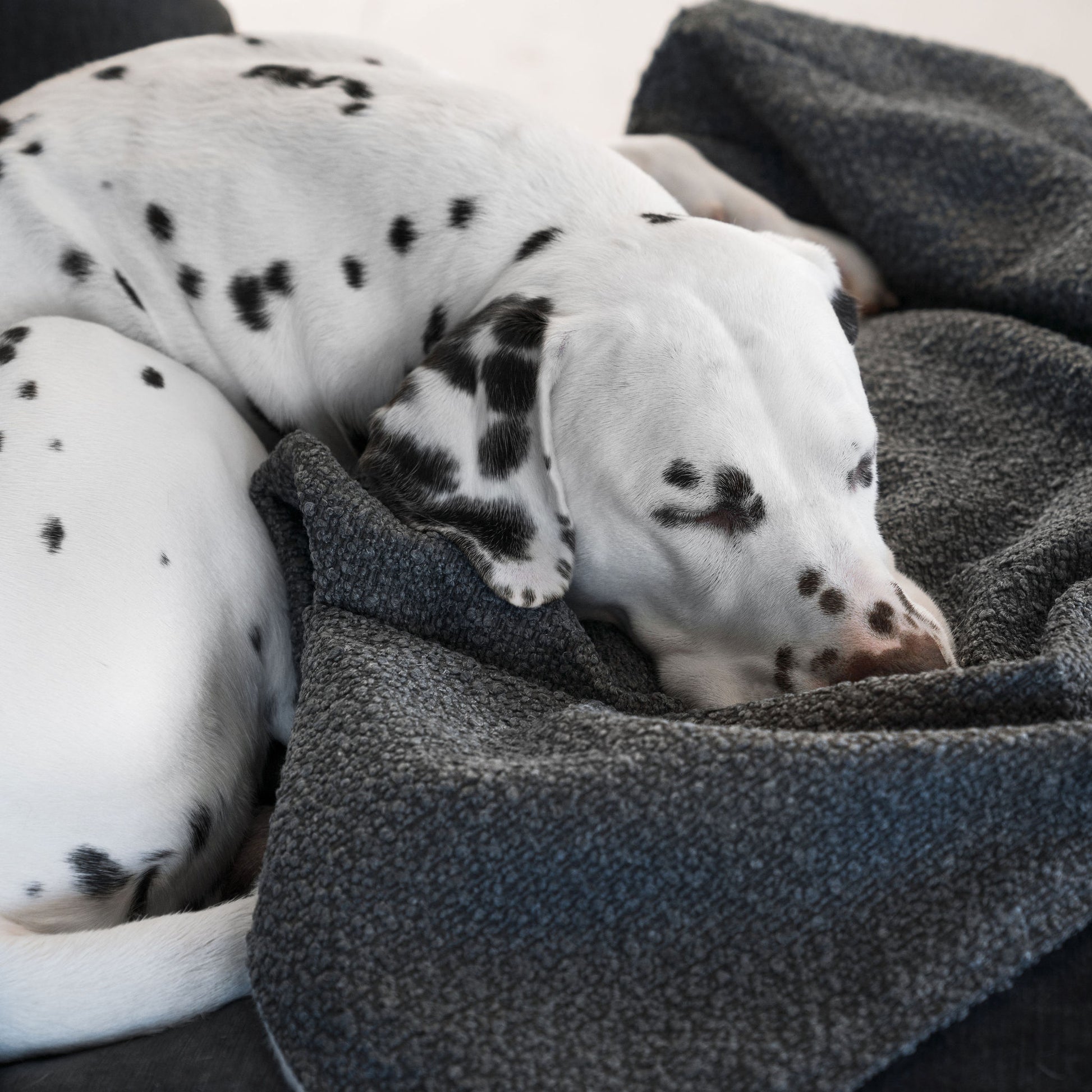 Discover Our Luxurious Dog Blanket In Luxury Granite Bouclé Super Soft Sherpa & Teddy Fleece Lining, The Perfect Blanket For Puppies, Available To Personalize And In 2 Sizes Here at Lords & Labradors US