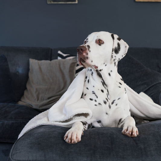 Discover Our Luxurious Dog Blanket In Luxury Ivory Bouclé Super Soft Sherpa & Teddy Fleece Lining, The Perfect Blanket For Puppies, Available To Personalize And In 2 Sizes Here at Lords & Labradors US