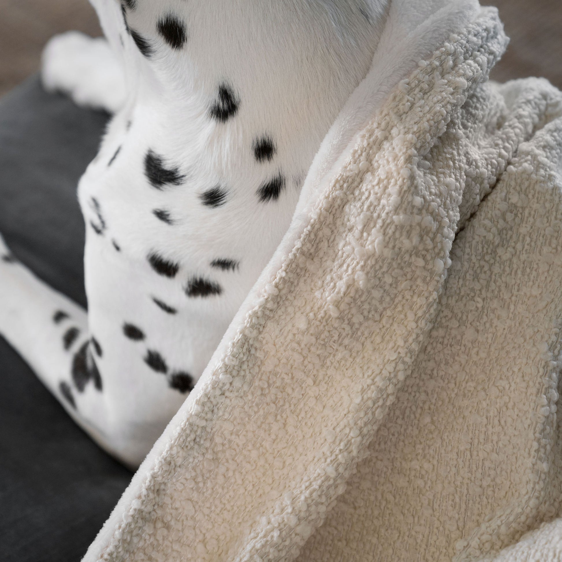 Discover Our Luxurious Dog Blanket In Luxury Ivory Bouclé Super Soft Sherpa & Teddy Fleece Lining, The Perfect Blanket For Puppies, Available To Personalize And In 2 Sizes Here at Lords & Labradors US