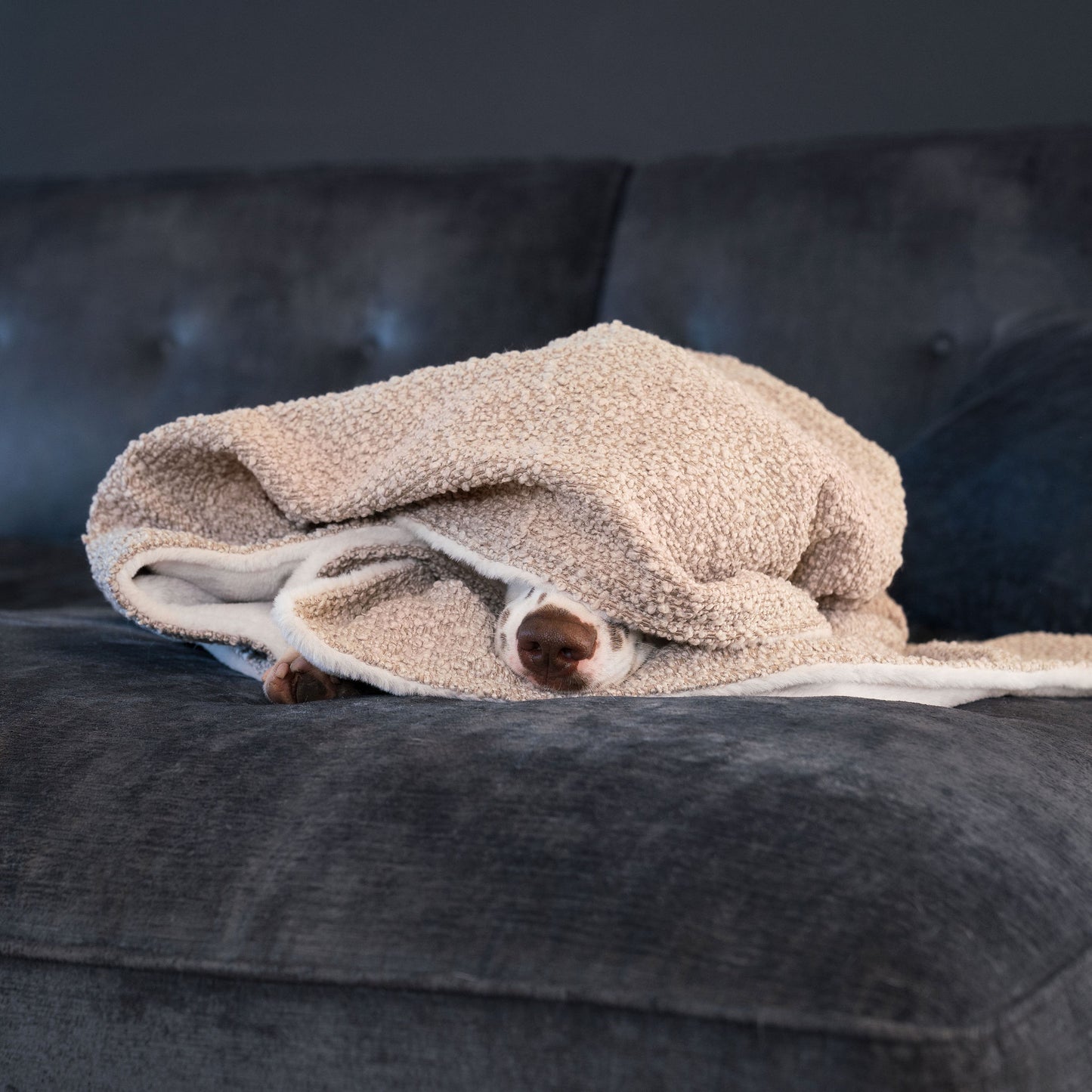 Discover Our Luxurious Dog Blanket In Luxury Mink Bouclé Super Soft Sherpa & Teddy Fleece Lining, The Perfect Blanket For Puppies, Available To Personalize And In 2 Sizes Here at Lords & Labradors US