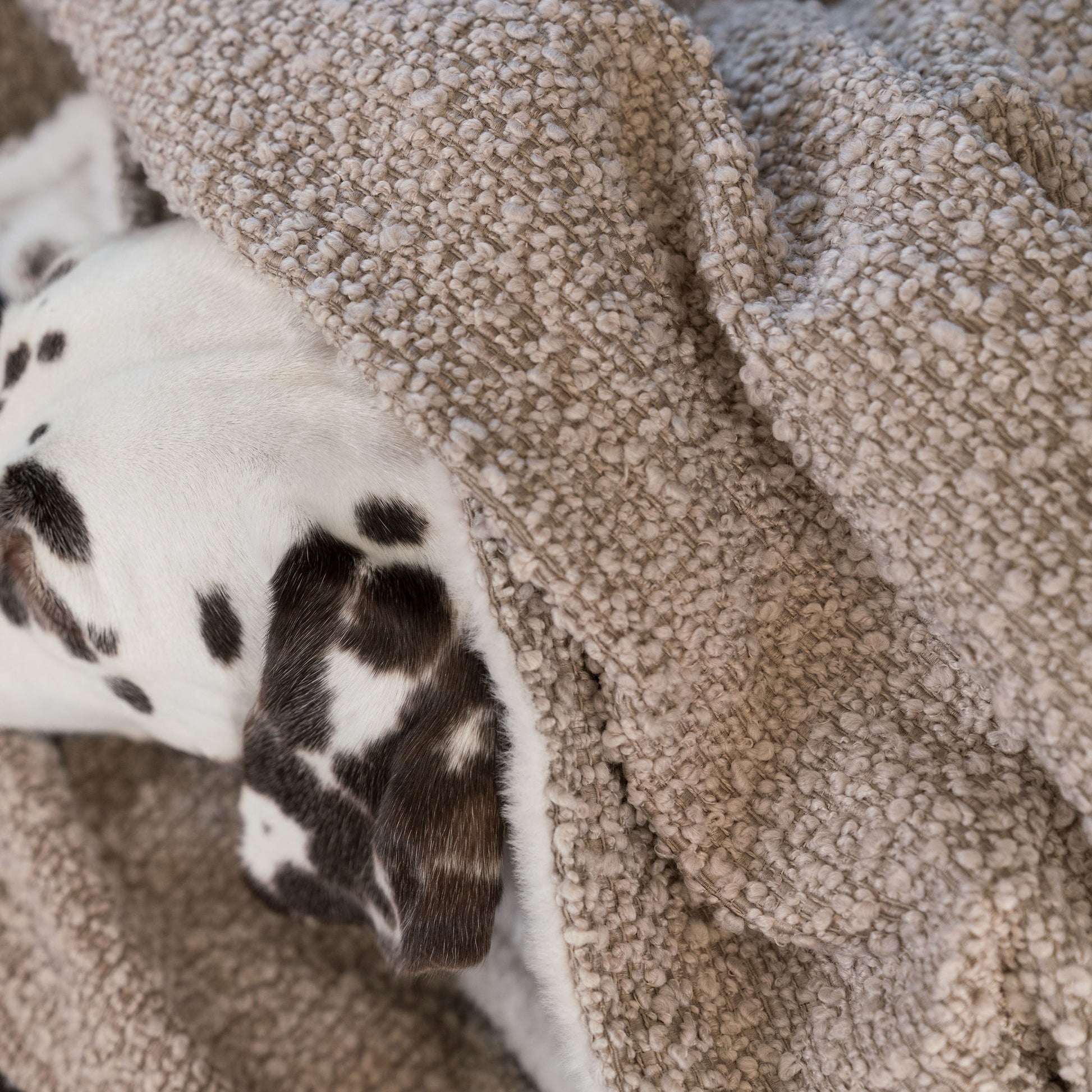 Discover Our Luxurious Dog Blanket In Luxury Mink Bouclé Super Soft Sherpa & Teddy Fleece Lining, The Perfect Blanket For Puppies, Available To Personalize And In 2 Sizes Here at Lords & Labradors US