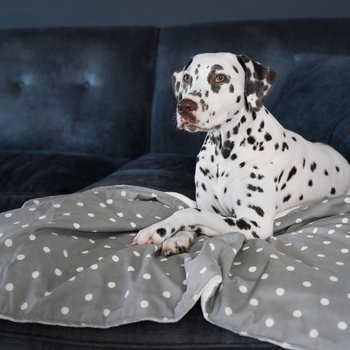 Discover Our Luxurious Dog Blanket In Stunning Grey Spot, The Perfect Blanket For Puppies, Available To Personalize And In 2 Sizes Here at Lords & Labradors US