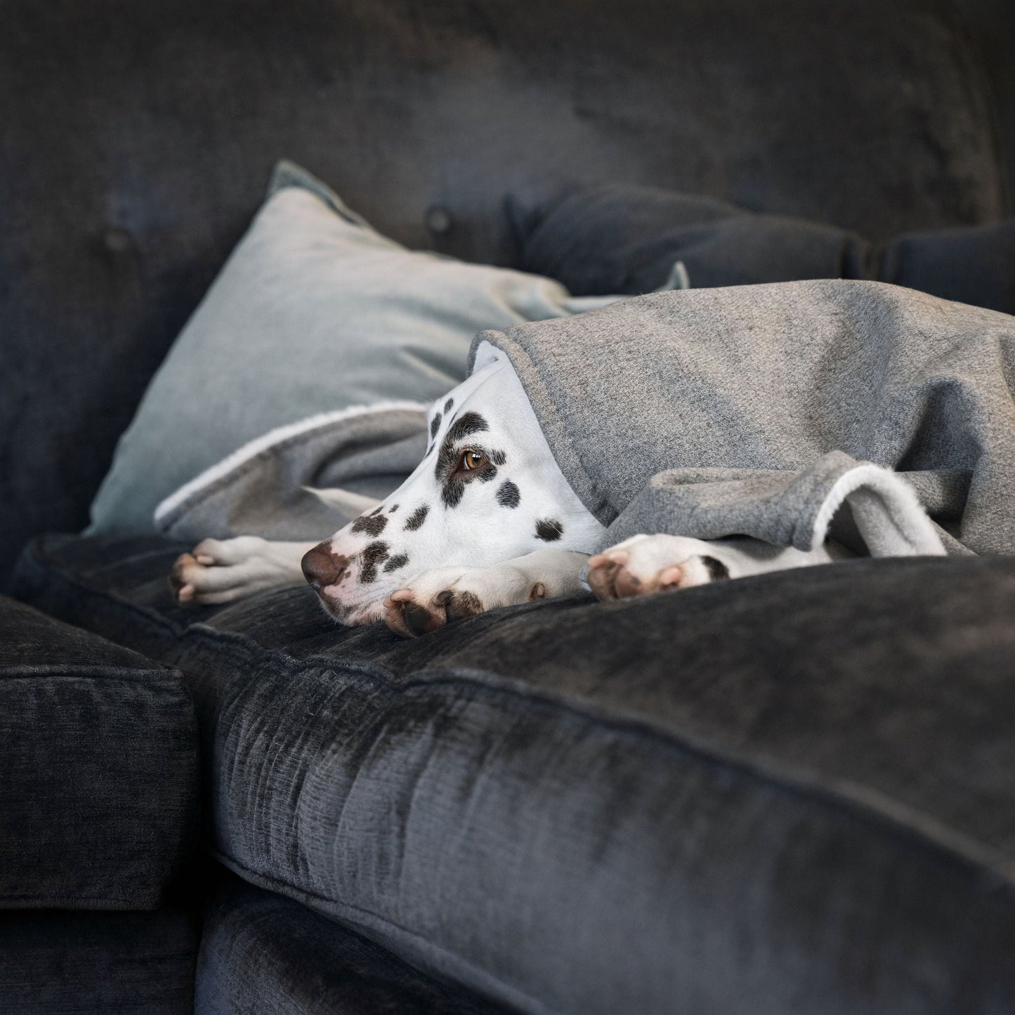 Discover The Perfect Blanket For Dogs! Help Delve Into a Cosy Burrow After Walks, Bath-Time or a Lazy Day Indoors! With Our Inchmurrin Dog Blanket In Stunning Dark Grey Ground! Available To Personalise Now at Lords & Labradors
