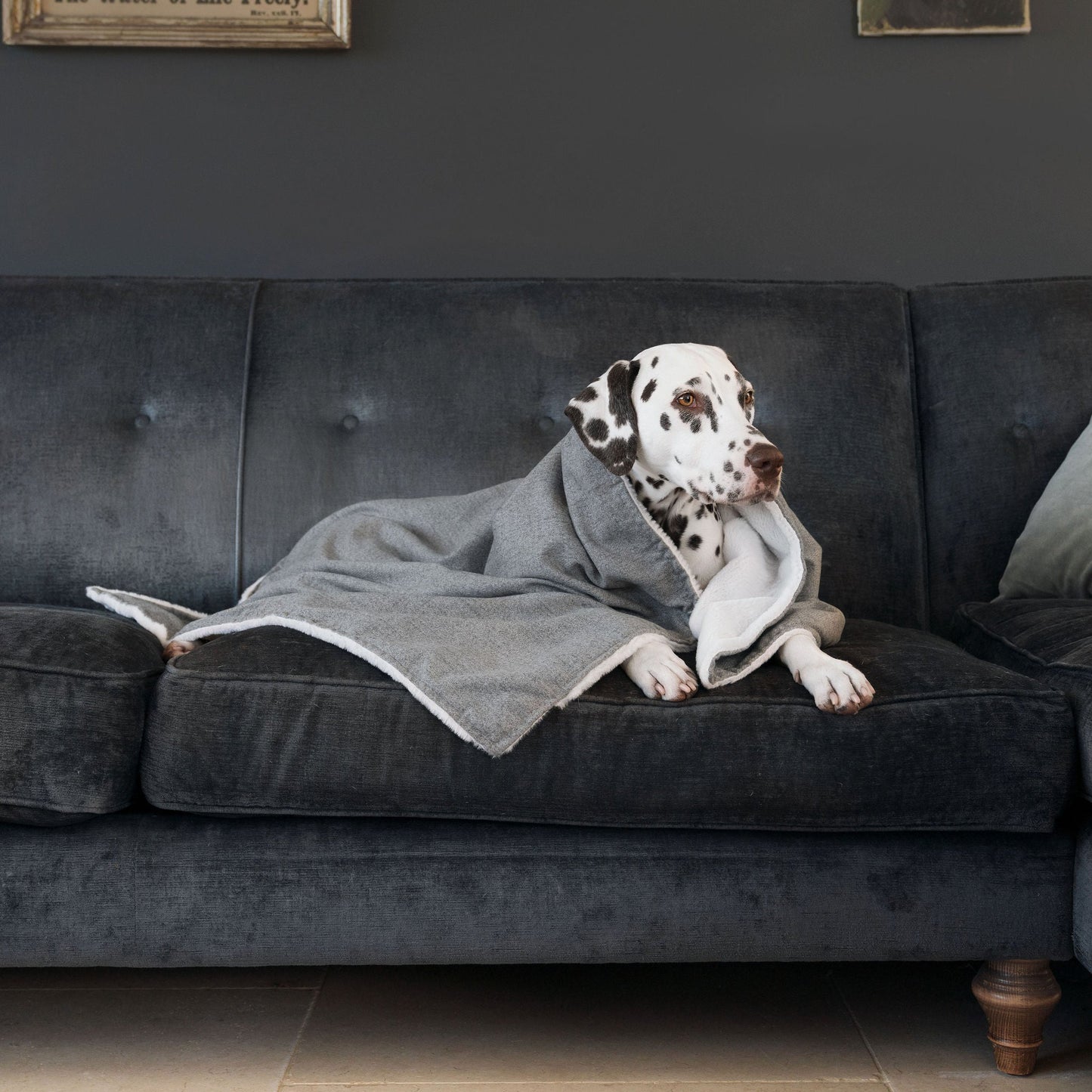 Discover The Perfect Blanket For Dogs! Help Delve Into a Cosy Burrow After Walks, Bath-Time or a Lazy Day Indoors! With Our Inchmurrin Dog Blanket In Stunning Dark Grey Ground! Available To Personalise Now at Lords & Labradors