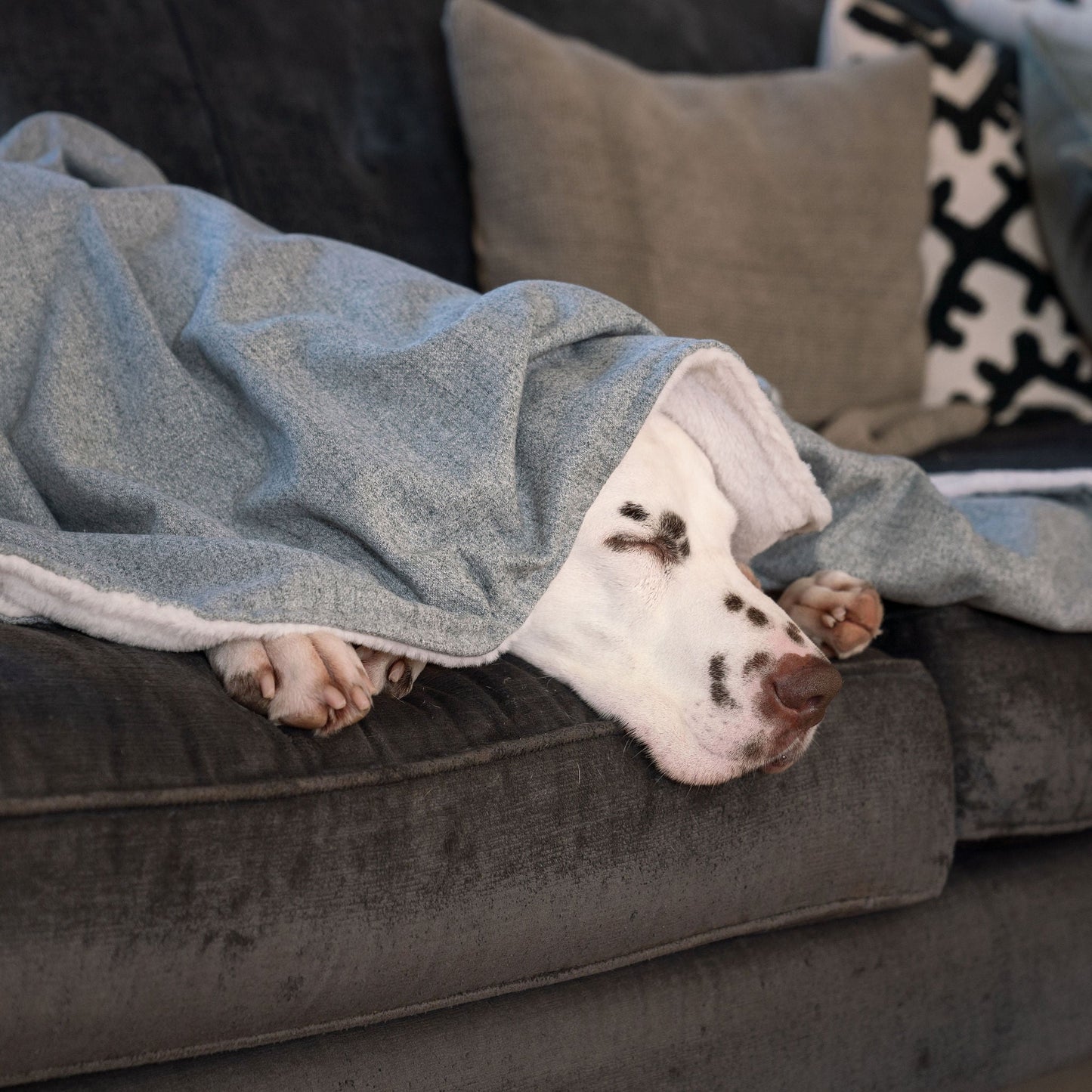 Discover The Perfect Blanket For Dogs! Help Delve Into a Cosy Burrow After Walks, Bath-Time or a Lazy Day Indoors! With Our Inchmurrin Dog Blanket In Stunning Light Iceberg! Available To Personalise Now at Lords & Labradors