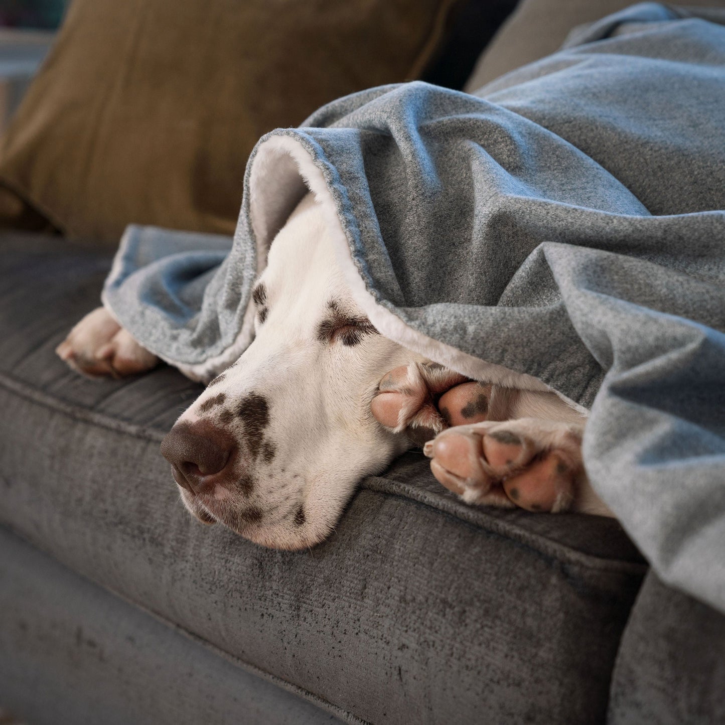 Discover The Perfect Blanket For Dogs! Help Delve Into a Cosy Burrow After Walks, Bath-Time or a Lazy Day Indoors! With Our Inchmurrin Dog Blanket In Stunning Light Iceberg! Available To Personalise Now at Lords & Labradors