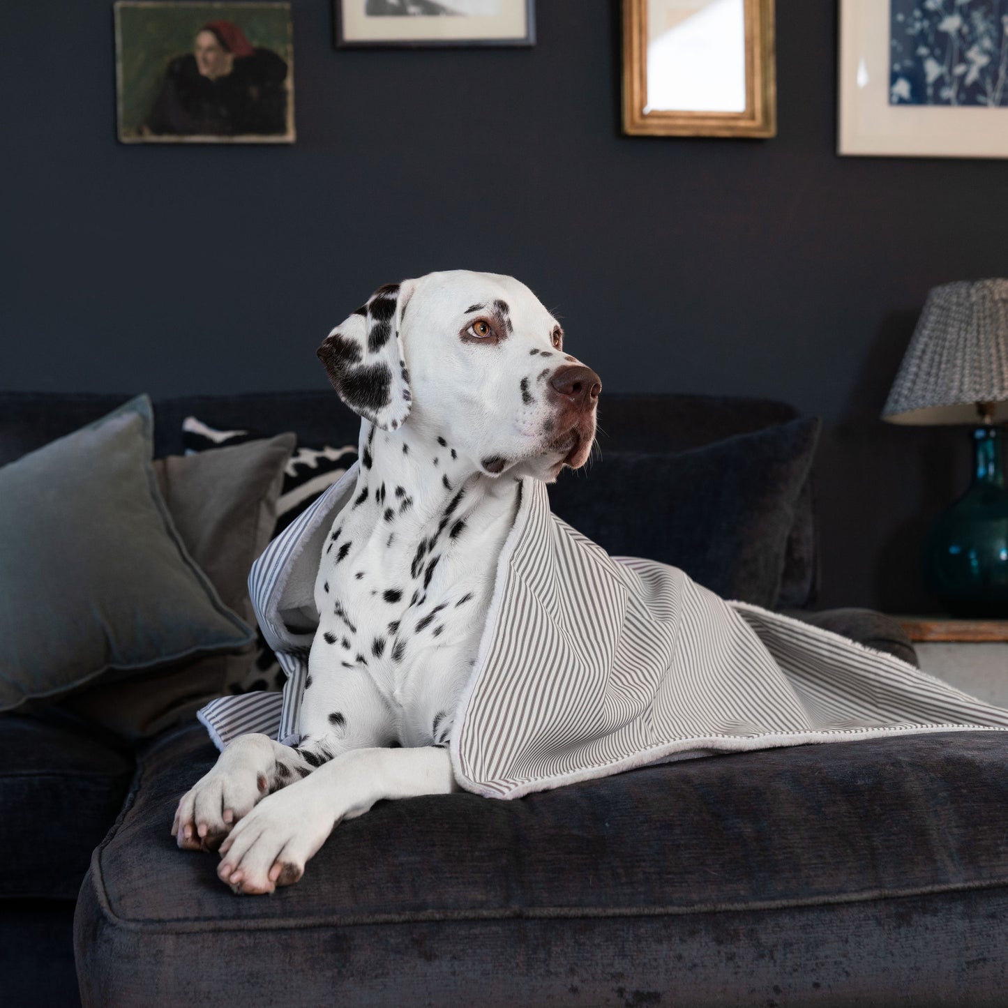 Discover Our Luxurious Dog Blanket In Stunning Regency Stripe, The Perfect Blanket For Puppies, Available To Personalize And In 2 Sizes Here at Lords & Labradors US