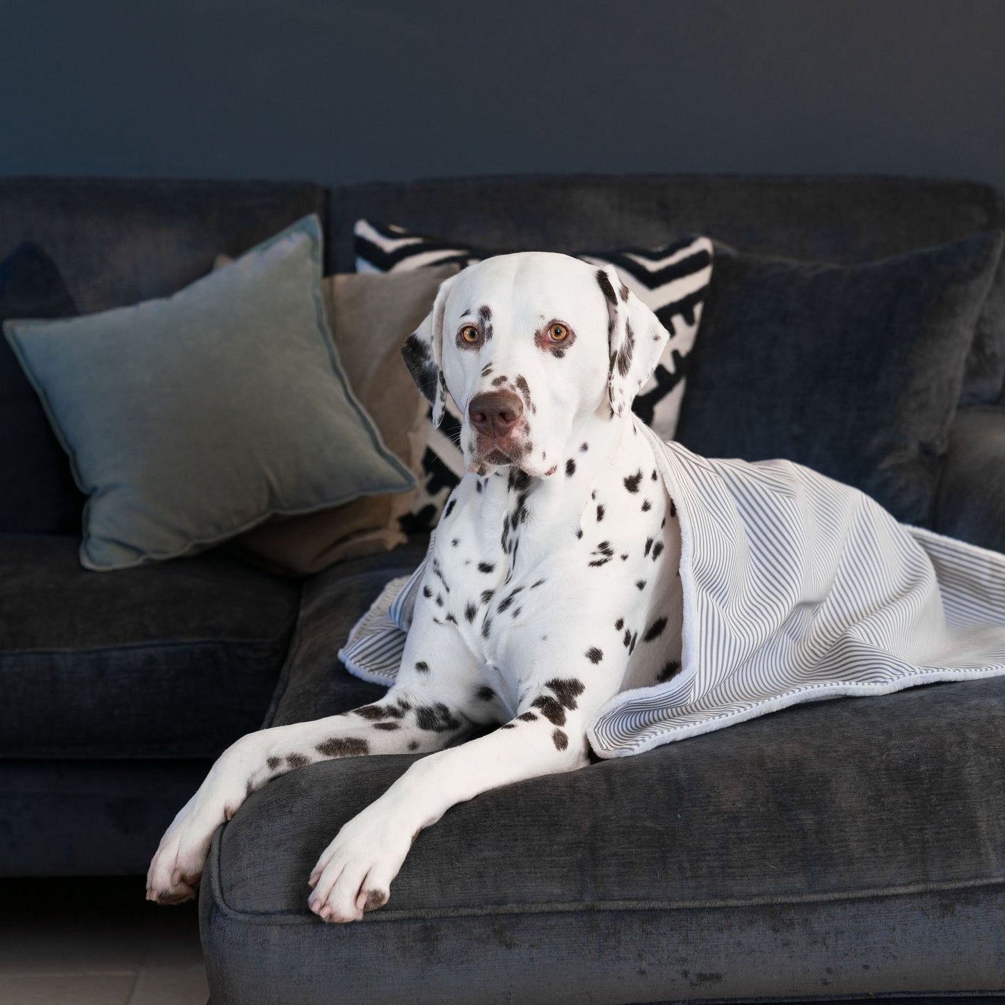 Discover Our Luxurious Dog Blanket In Stunning Regency Stripe, The Perfect Blanket For Puppies, Available To Personalize And In 2 Sizes Here at Lords & Labradors US