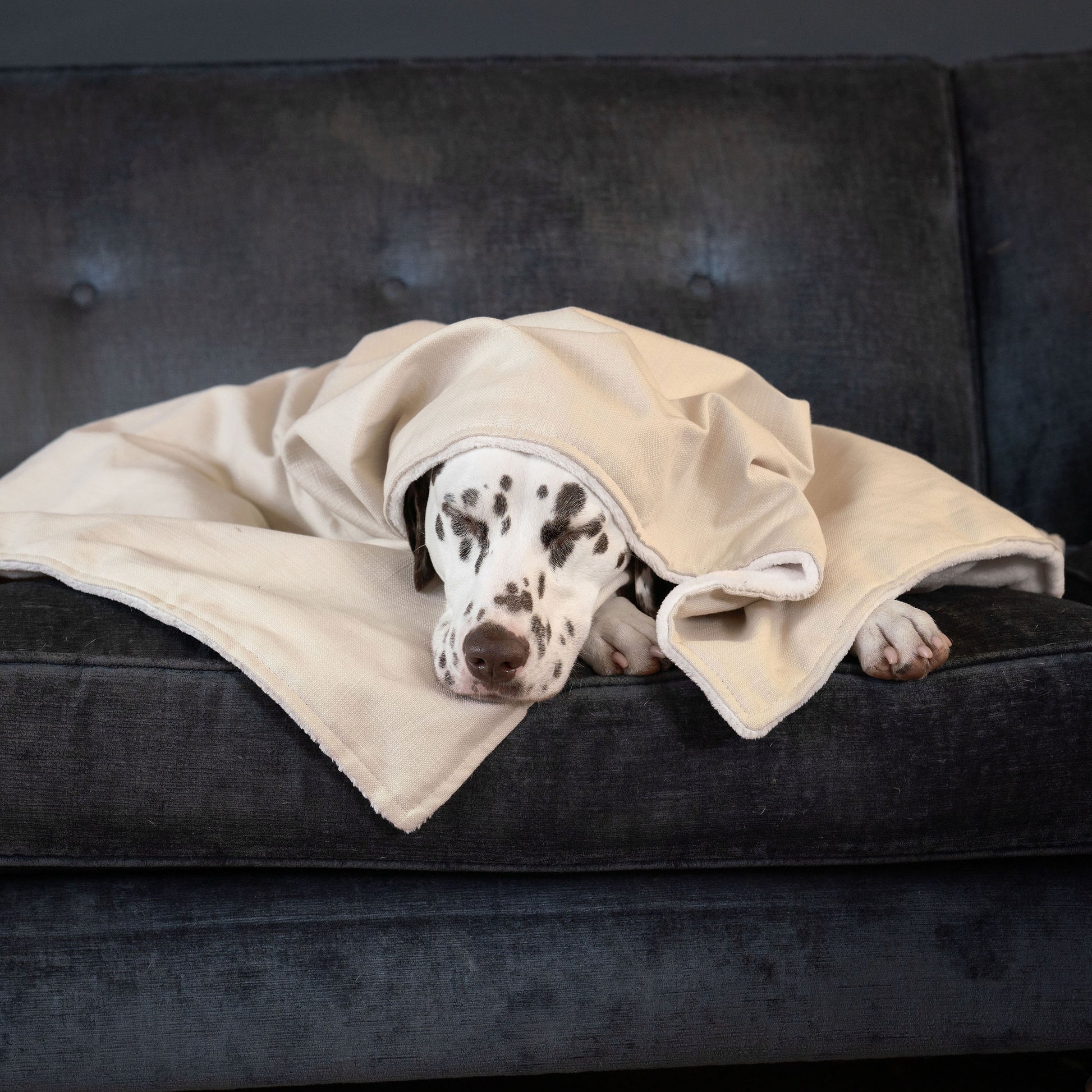 Discover Our Luxurious Savanna Bone Dog Blanket With Super Soft Sherpa & Teddy Fleece, The Perfect Blanket For Puppies, Available To Personalize And In 2 Sizes Here at Lords & Labradors US