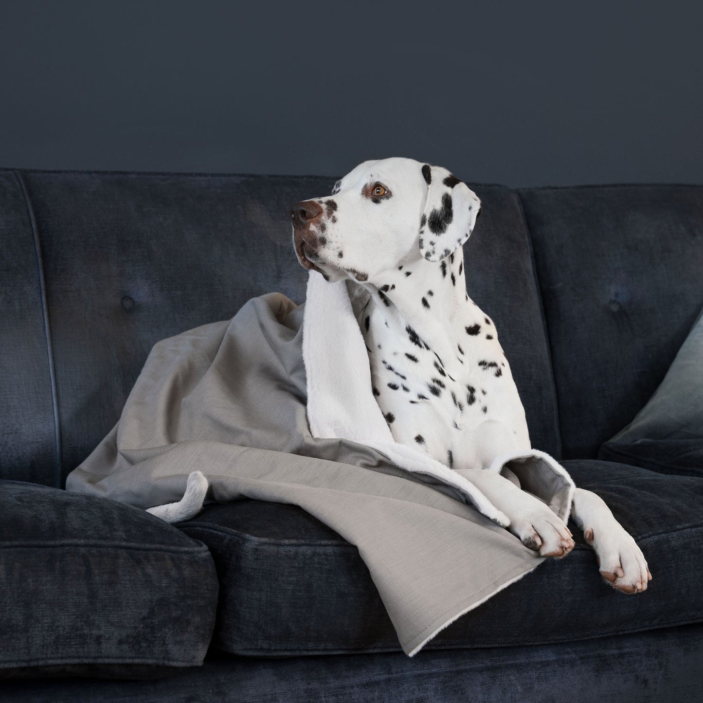 Discover Our Luxurious Savanna Stone Dog Blanket With Super Soft Sherpa & Teddy Fleece, The Perfect Blanket For Puppies, Available To Personalize And In 2 Sizes Here at Lords & Labradors US