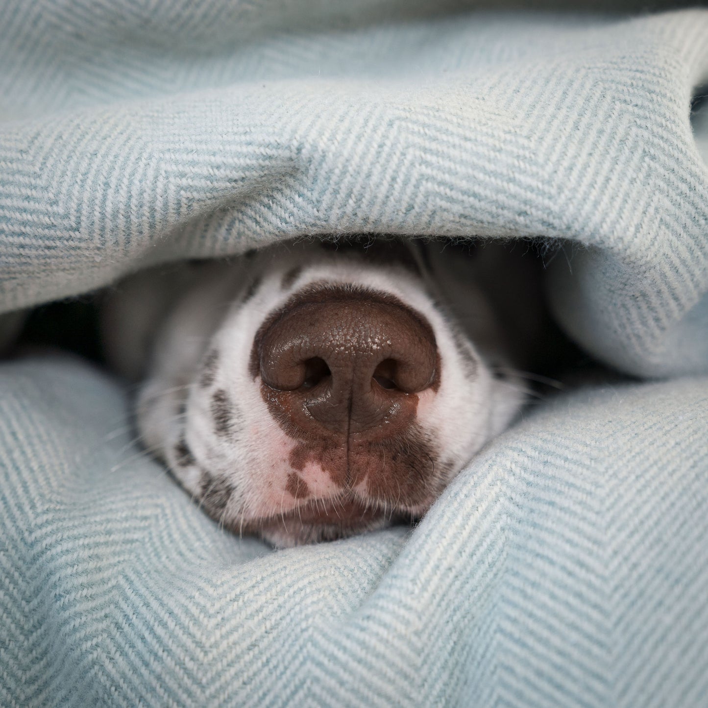 Discover Our Luxurious Duck Egg Herringbone Tweed Dog Blanket With Super Soft Sherpa & Teddy Fleece, The Perfect Blanket For Puppies, Available To Personalize And In 2 Sizes Here at Lords & Labradors US