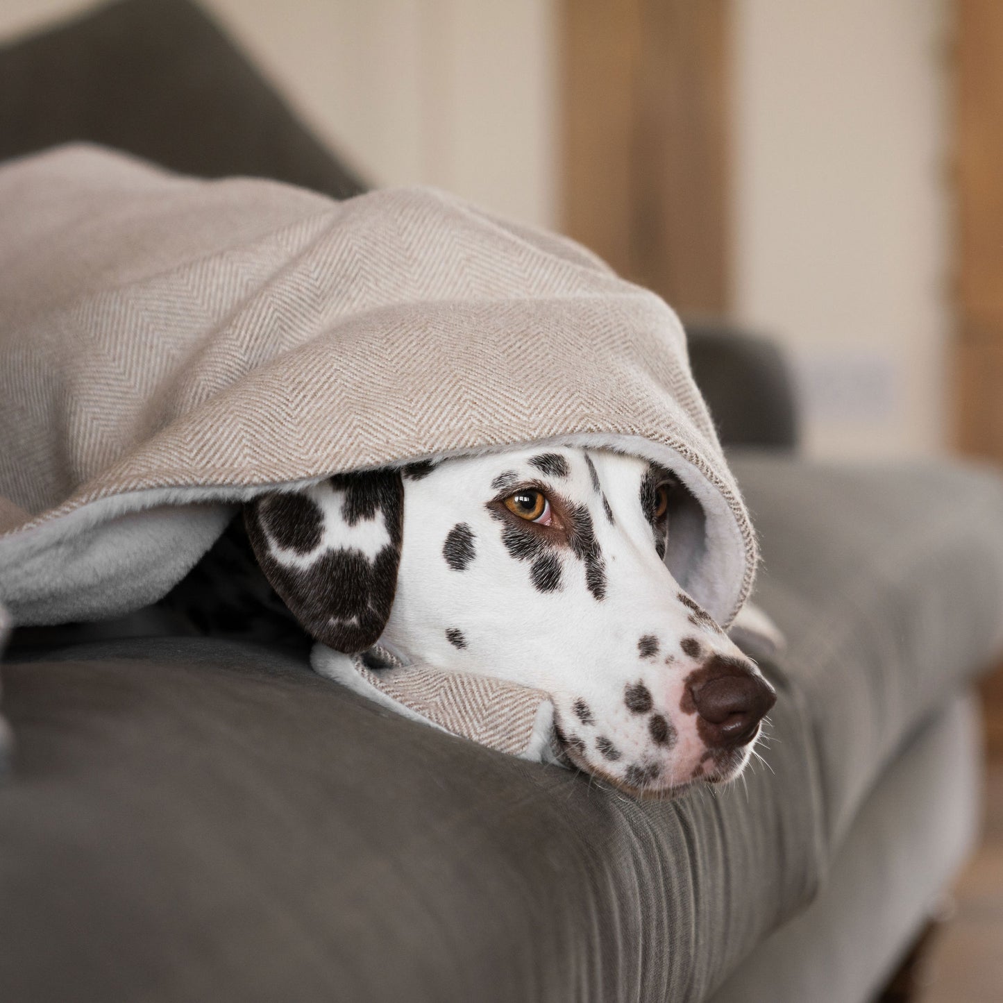 Discover Our Luxurious Natural Herringbone Tweed Dog Blanket With Super Soft Sherpa & Teddy Fleece, The Perfect Blanket For Puppies, Available To Personalize And In 2 Sizes Here at Lords & Labradors US