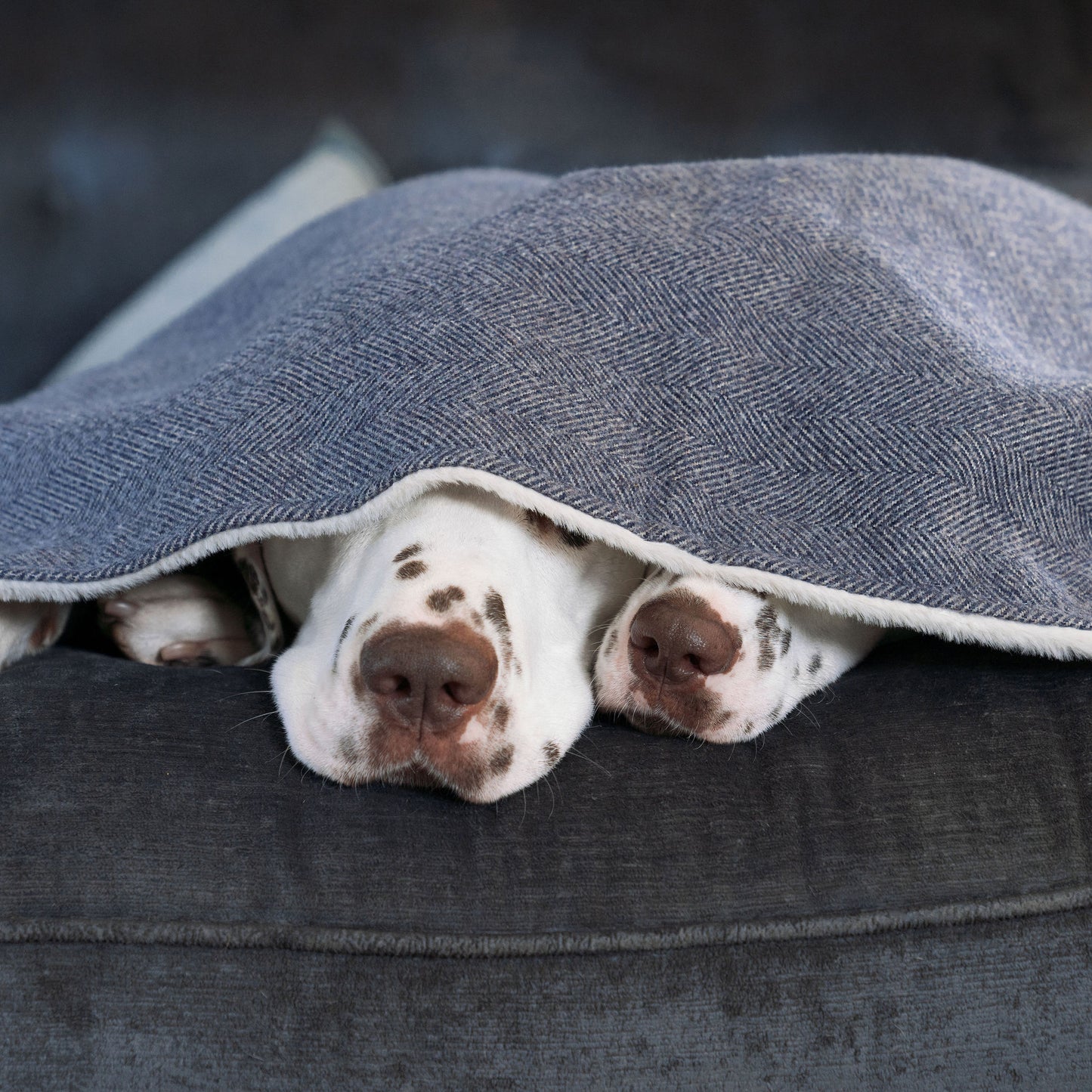 Discover Our Luxurious Oxford Herringbone Tweed Dog Blanket With Super Soft Sherpa & Teddy Fleece, The Perfect Blanket For Puppies, Available To Personalize And In 2 Sizes Here at Lords & Labradors US