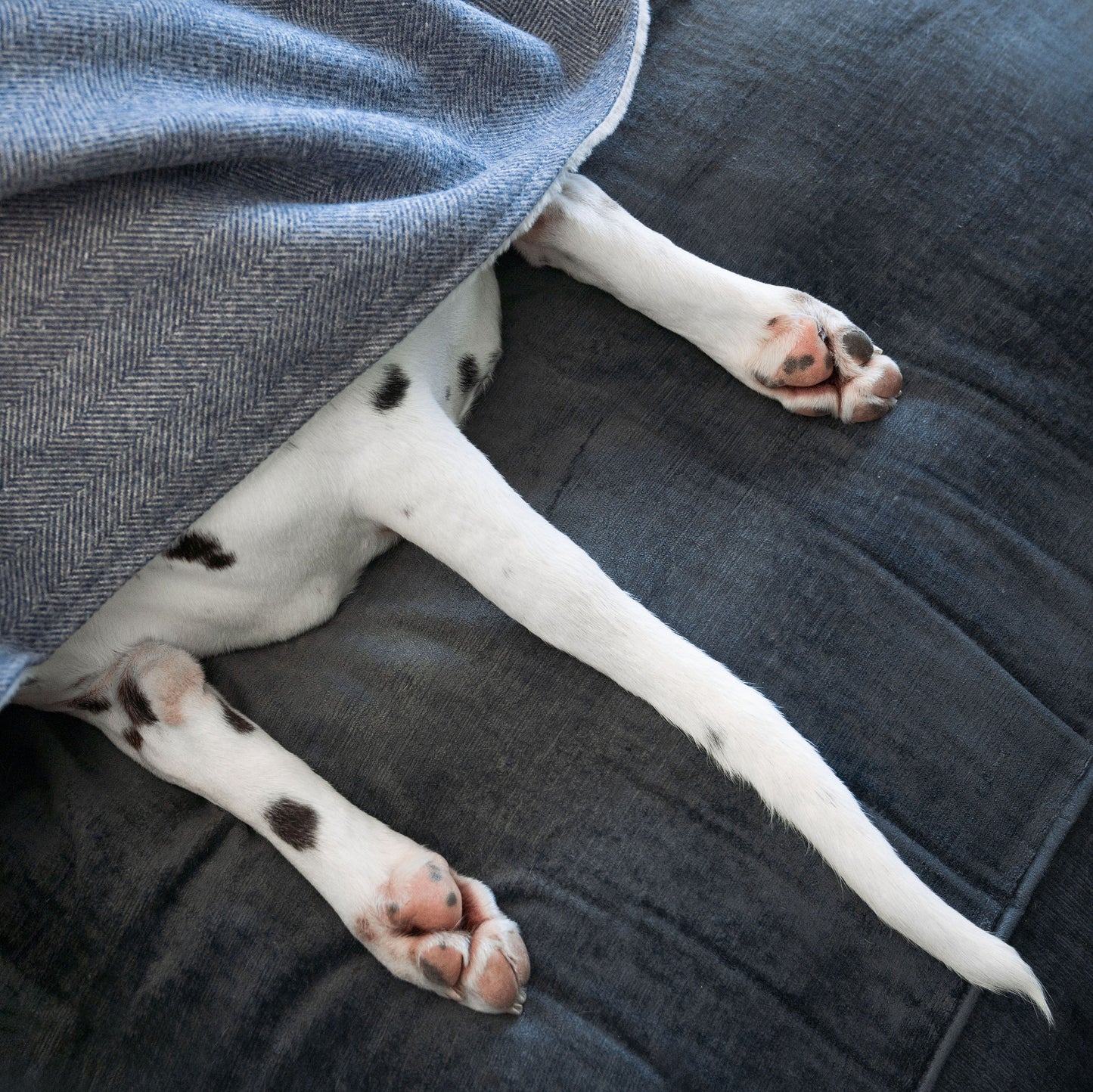 Discover Our Luxurious Pewter Herringbone Tweed Dog Blanket With Super Soft Sherpa & Teddy Fleece, The Perfect Blanket For Puppies, Available To Personalize And In 2 Sizes Here at Lords & Labradors US