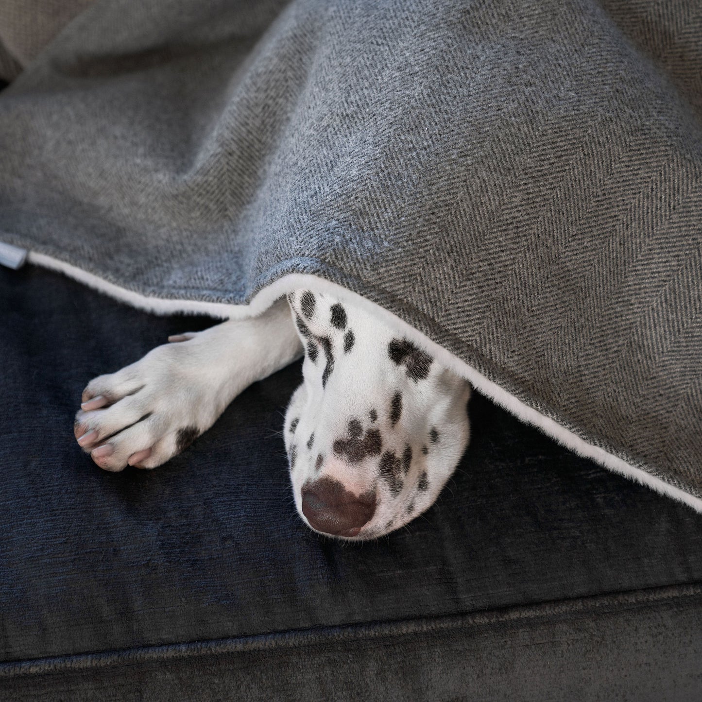 Discover Our Luxurious Pewter Herringbone Tweed Dog Blanket With Super Soft Sherpa & Teddy Fleece, The Perfect Blanket For Puppies, Available To Personalize And In 2 Sizes Here at Lords & Labradors US