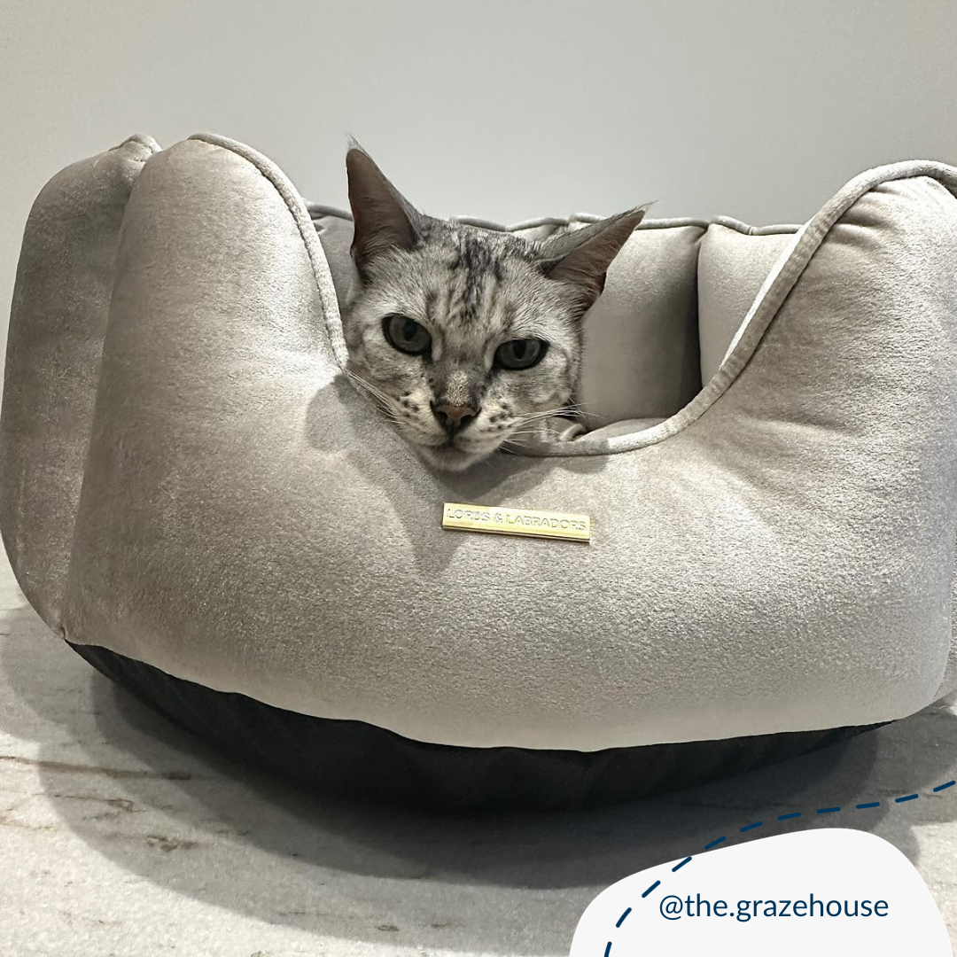 Discover Our Luxurious Velvet High Wall Bed For Cats, Featuring inner pillow with plush teddy fleece on one side To Craft The Perfect Cat Bed In Stunning Mushroom Velvet! Available To Personalize Now at Lords & Labradors US