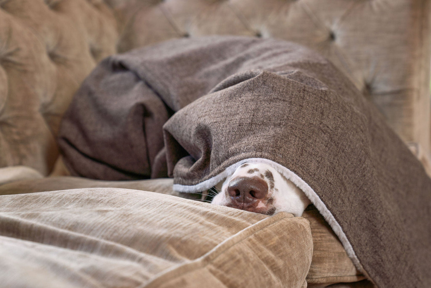 Discover The Perfect Blanket For Dogs! Help Delve Into a Cosy Burrow After Walks, Bath-Time or a Lazy Day Indoors! With Our Inchmurrin Dog Blanket In Stunning Brown Ember! Available To Personalise Now at Lords & Labradors