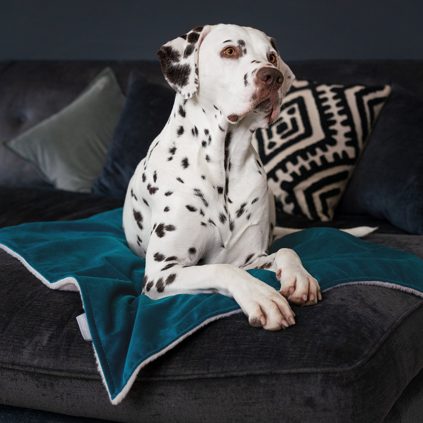 Luxury dog blanket best sale