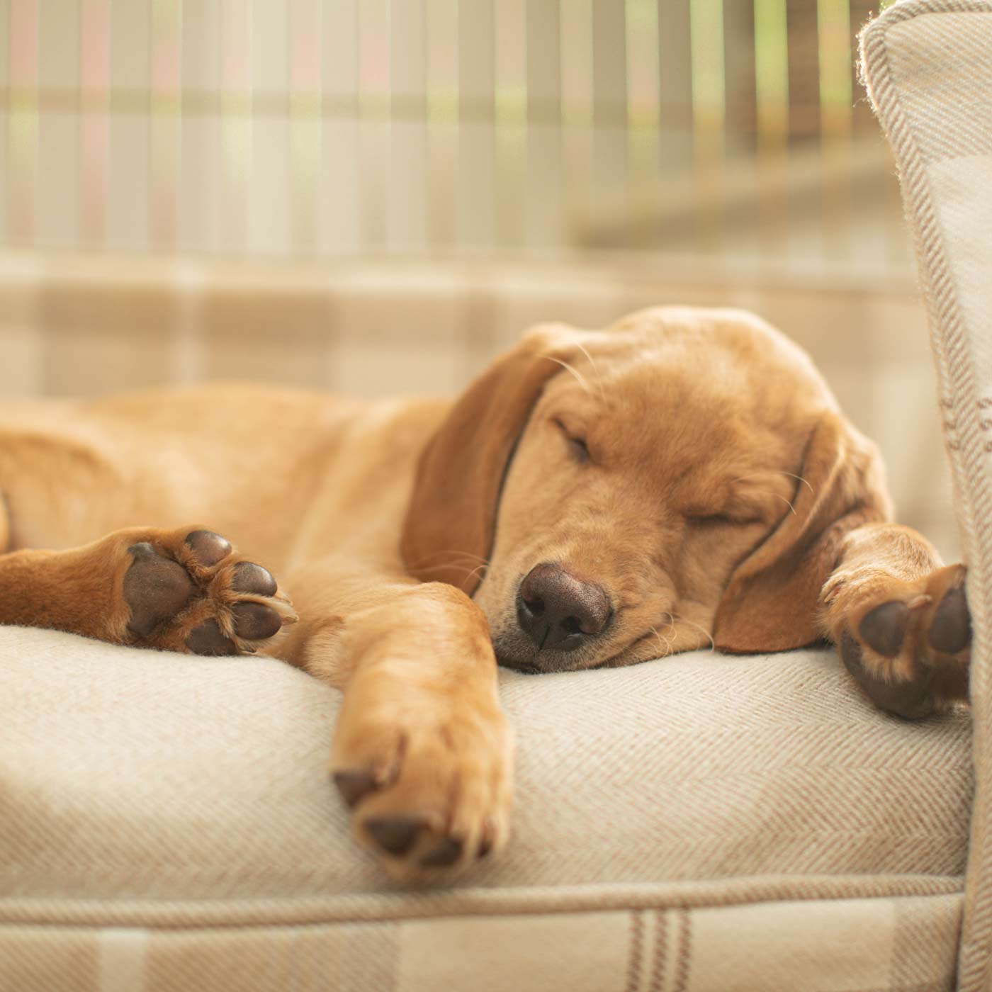 Luxury Gold Dog Cage Set With Cushion, Bumper and Cage Cover. The Perfect Dog Cage For The Ultimate Naptime, Available Now at Lords & Labradors US