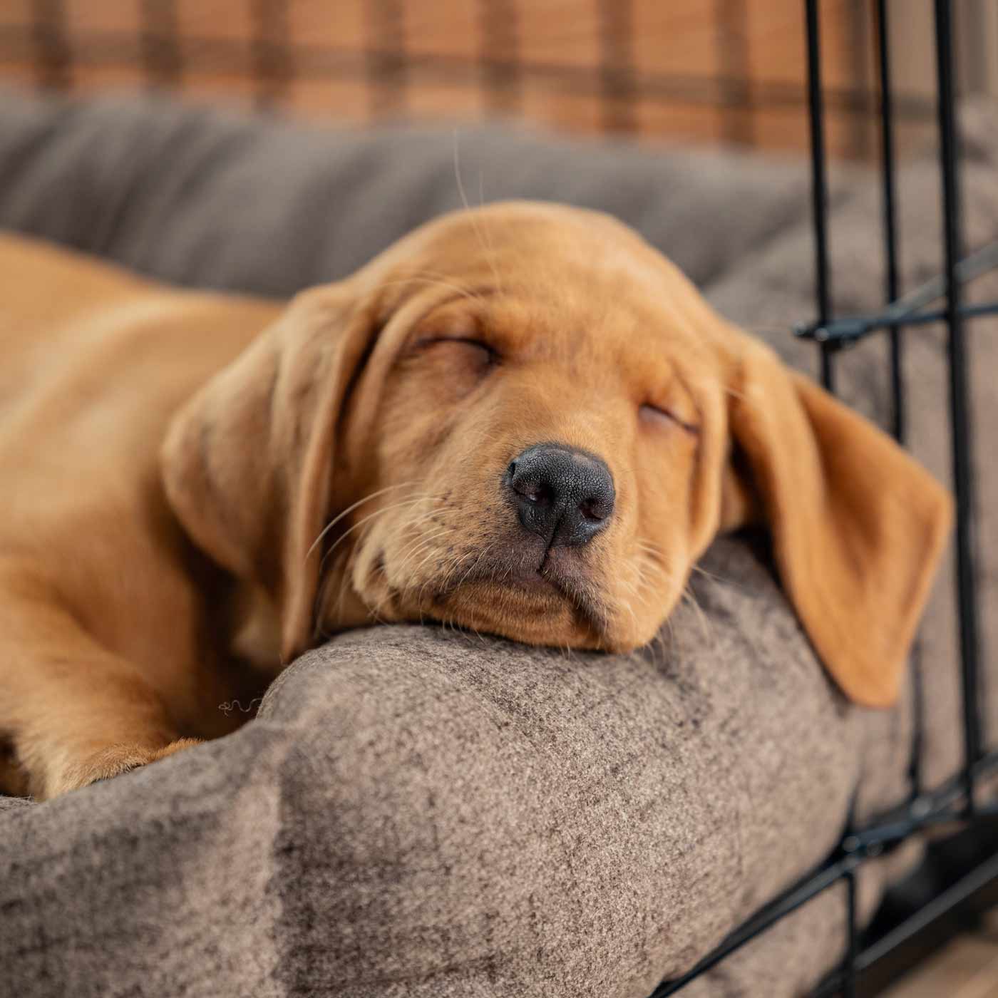 Inchmurrin Cosy & Calm Puppy Box Bed, The Perfect Dog Crate Bed For Pets! To Build The Ultimate Dog Den! In Brown Ember! Available To Personalise Now at Lords & Labradors