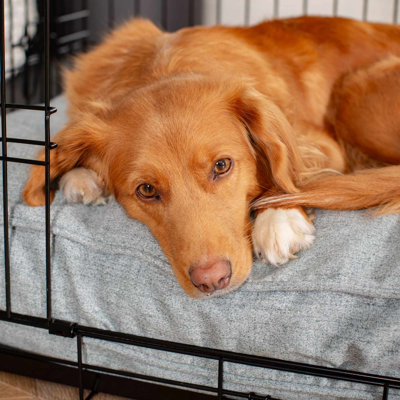 Dog Cushion Cover in Inchmurrin Iceberg by Lords & Labradors