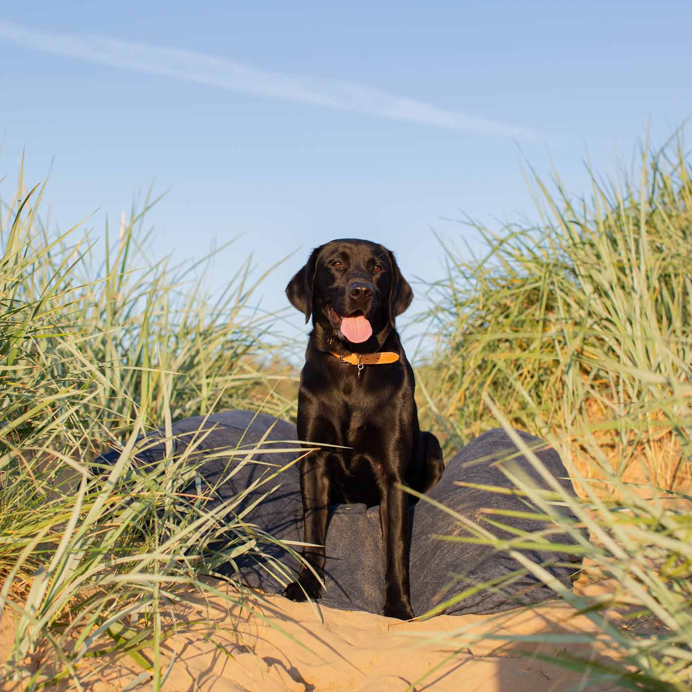 Introducing the ultimate bamboo dog drying cushion cover in beautiful Navy, made from luxurious bamboo to aid sensitive skin featuring elasticated hem for a snug fit with super absorbent material for easy pet drying! Available now at Lords & Labradors US, In three sizes and four colors to suit all breeds!