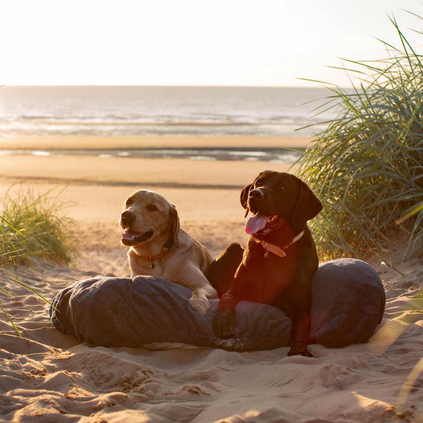 Introducing the ultimate bamboo dog drying cushion cover in beautiful Navy, made from luxurious bamboo to aid sensitive skin featuring elasticated hem for a snug fit with super absorbent material for easy pet drying! Available now at Lords & Labradors US, In three sizes and four colors to suit all breeds!