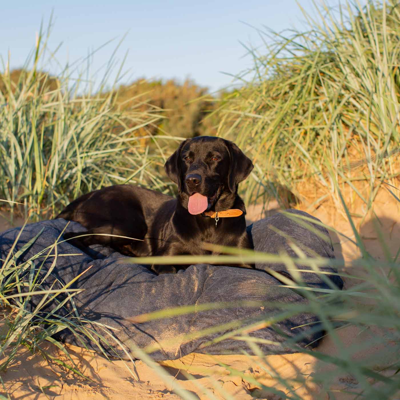 Introducing the ultimate bamboo dog drying cushion cover in beautiful Navy, made from luxurious bamboo to aid sensitive skin featuring elasticated hem for a snug fit with super absorbent material for easy pet drying! Available now at Lords & Labradors US, In three sizes and four colors to suit all breeds!