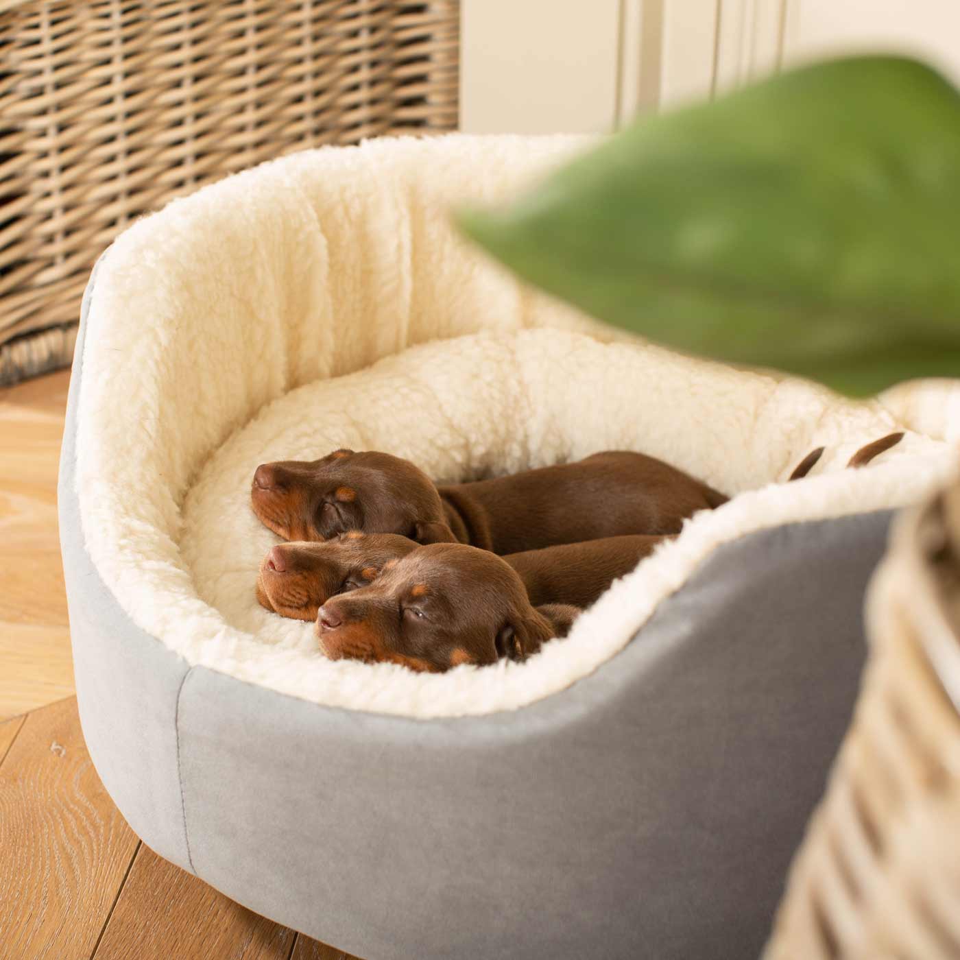 Discover our luxurious dog bed perfect for puppy growing! Crafted from plush sherpa, faux suede outer and complete with soft foam inner to present the ideal dog bed for puppies to grow! Available now at Lords & Labradors US