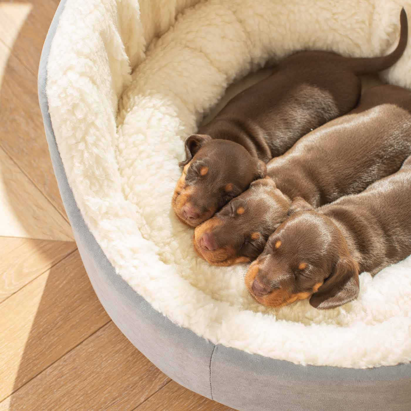 Discover our luxurious dog bed perfect for puppy growing! Crafted from plush sherpa, faux suede outer and complete with soft foam inner to present the ideal dog bed for puppies to grow! Available now at Lords & Labradors US