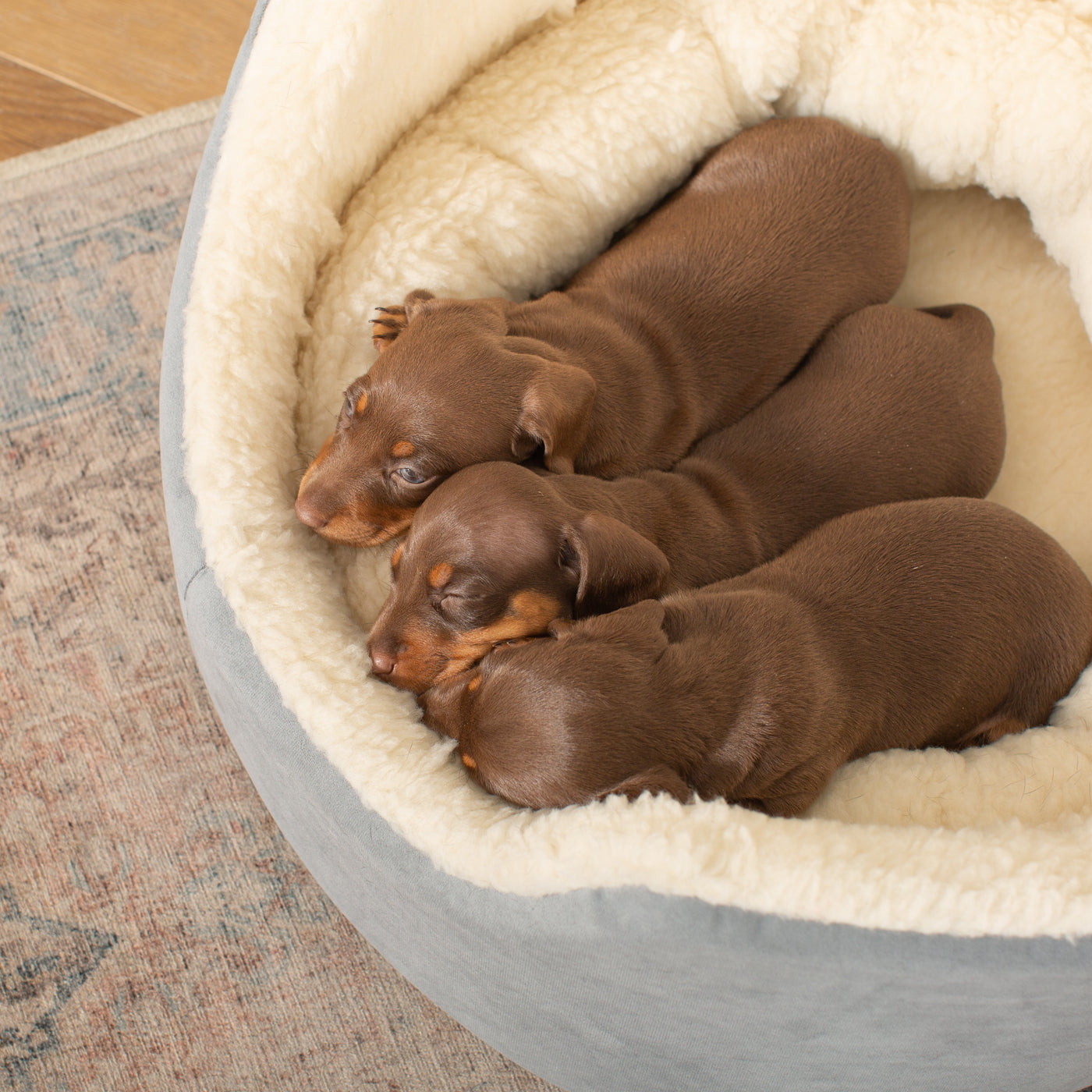 Discover our luxurious dog bed perfect for puppy growing! Crafted from plush sherpa, faux suede outer and complete with soft foam inner to present the ideal dog bed for puppies to grow! Available now at Lords & Labradors US