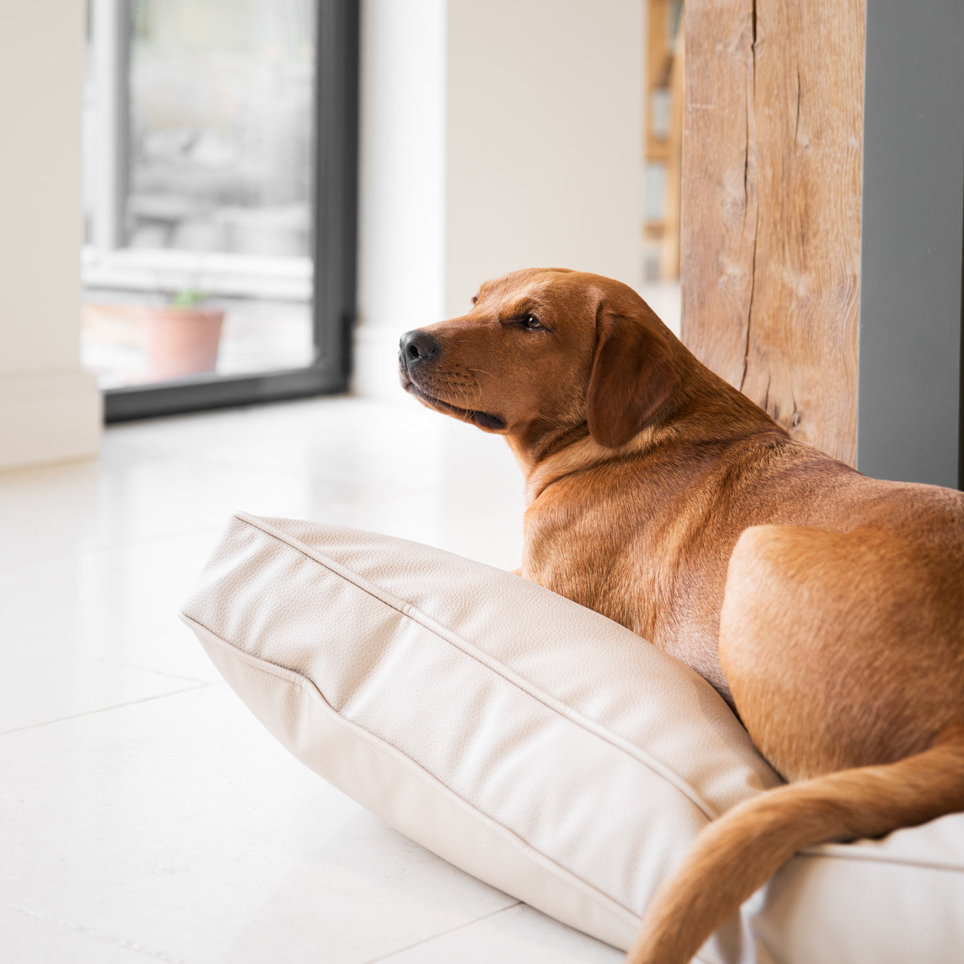 Luxury Dog Cushion in Rhino Tough Desert Faux Leather in Sand. The Perfect Pet Bed Time Accessory! Available Now at Lords & Labradors US