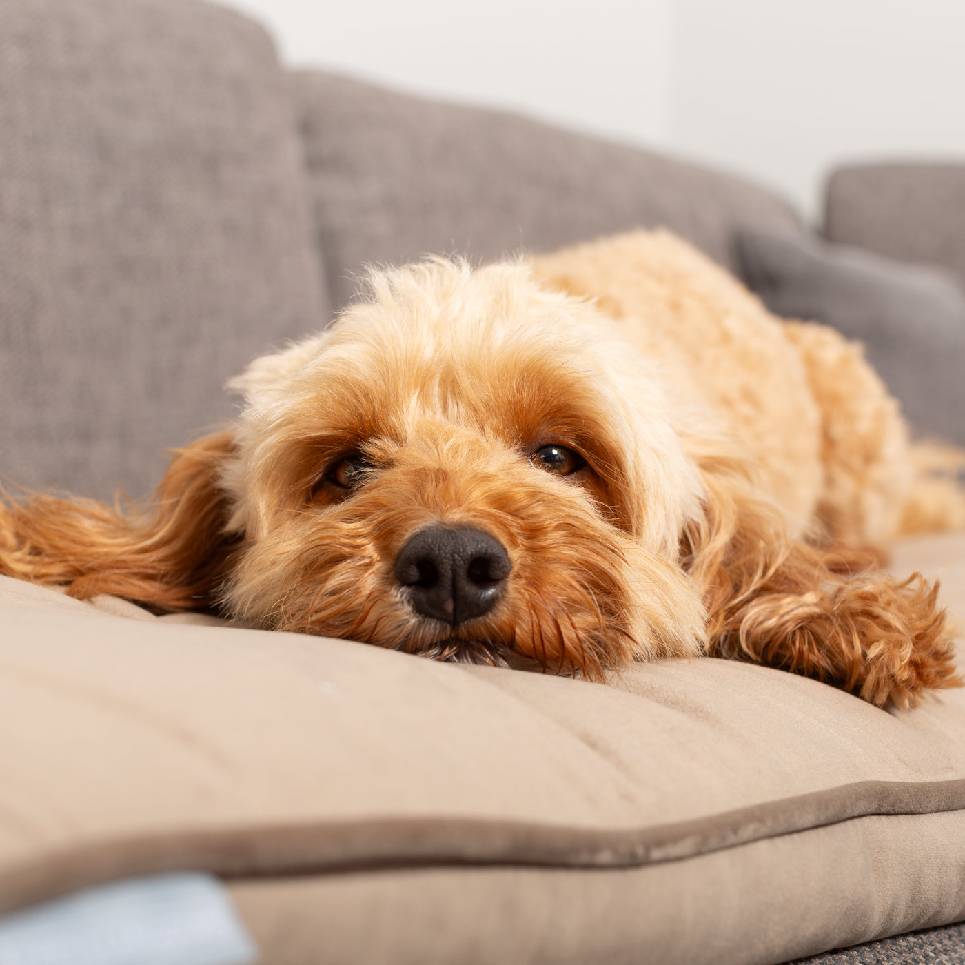 Couch Topper in Clay Velvet By Lords & Labradors