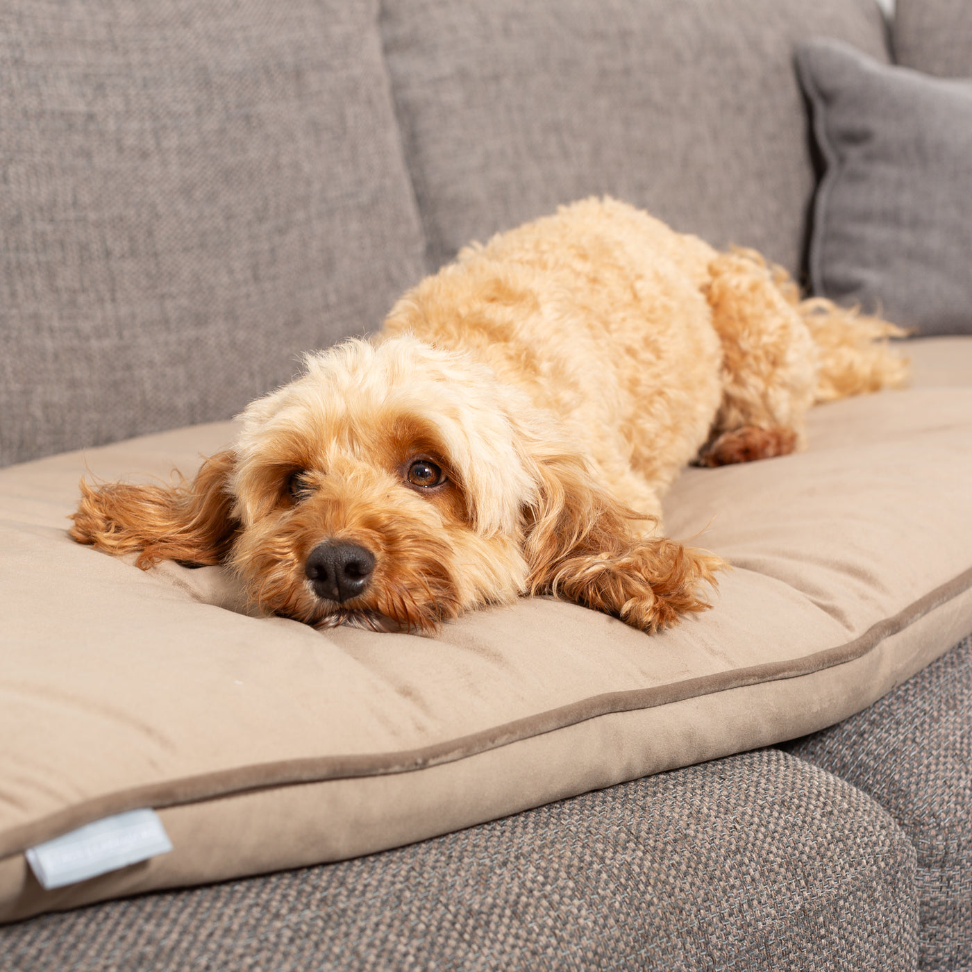 Couch Topper in Clay Velvet By Lords & Labradors