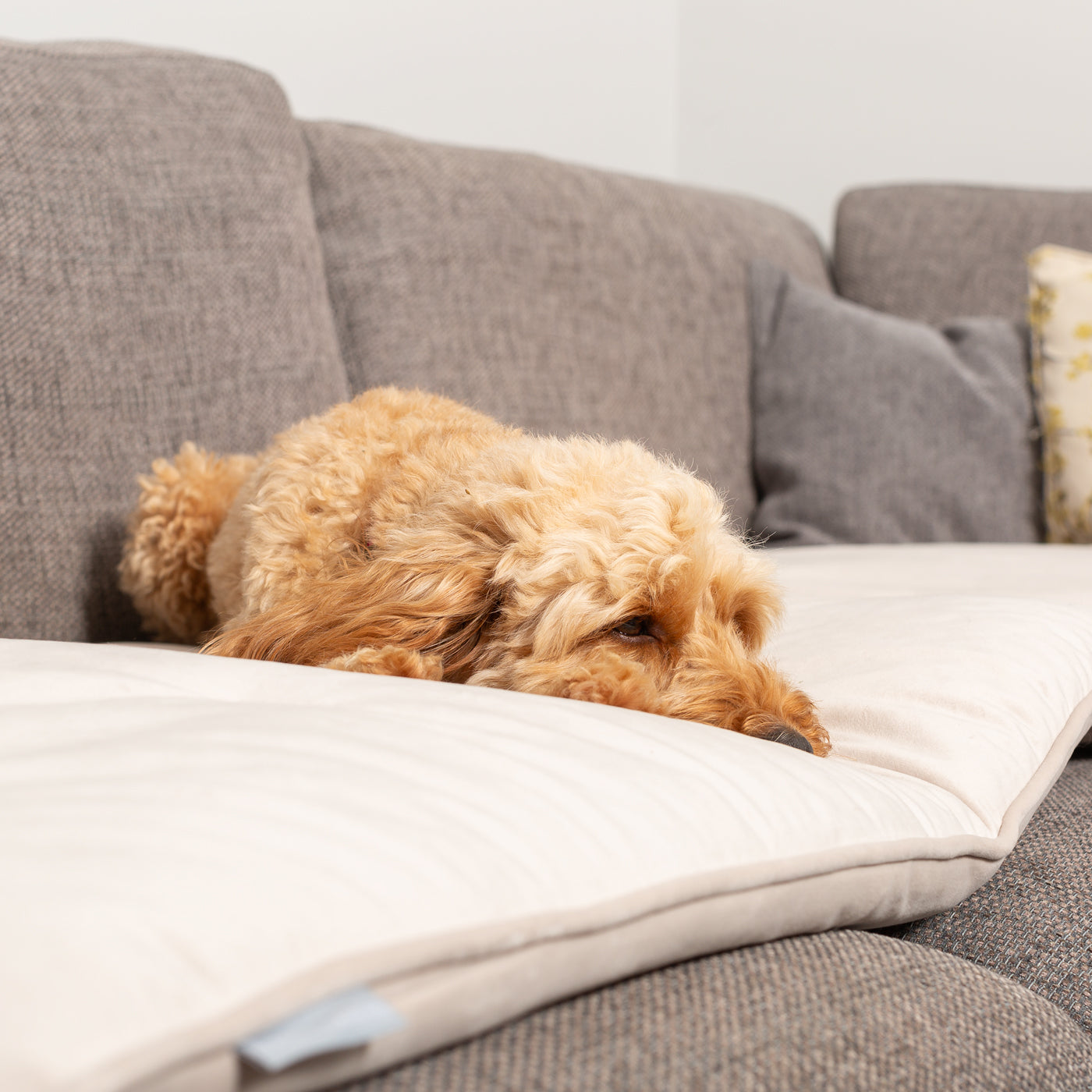 Couch Topper in Oyster Velvet By Lords & Labradors