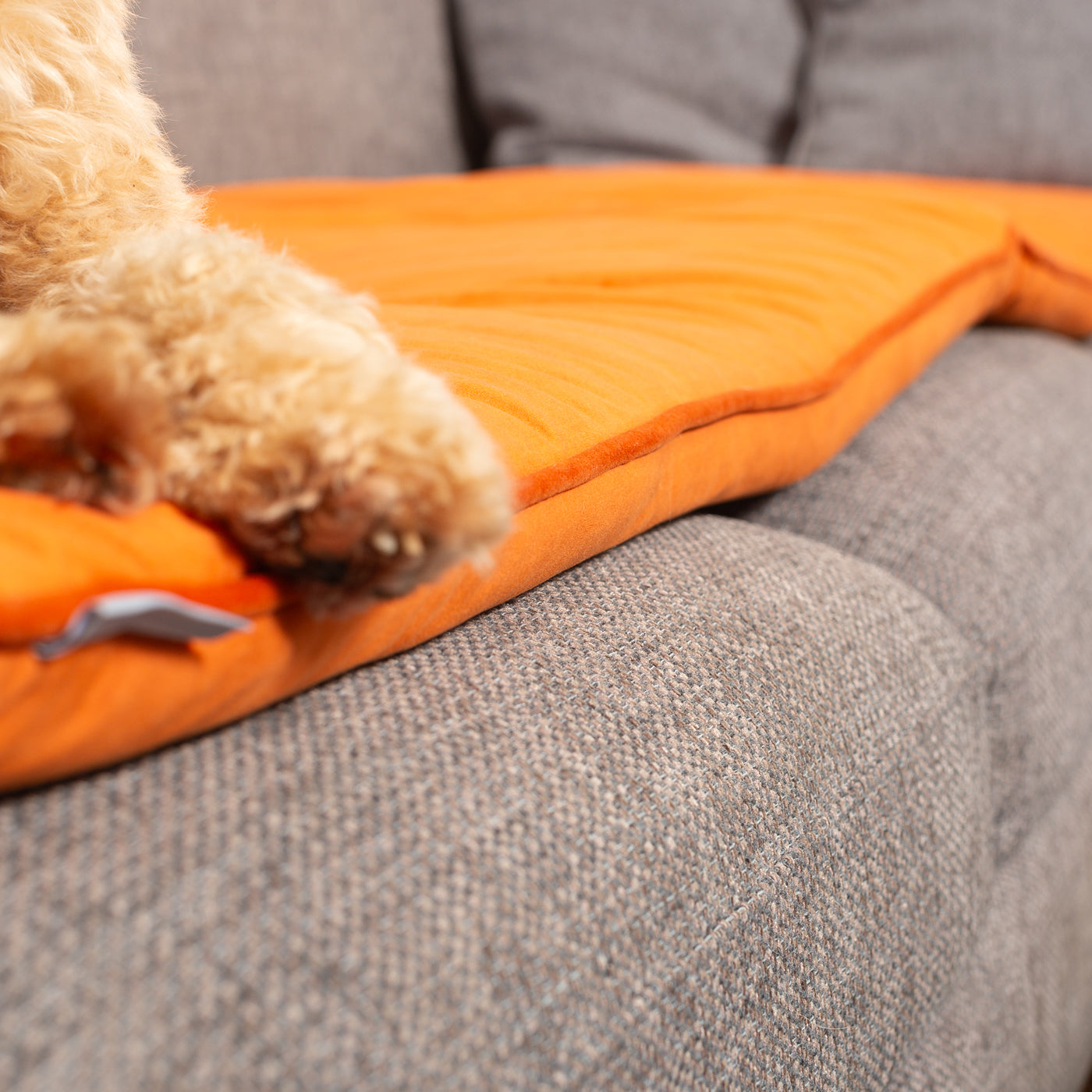 Couch Topper in Pumpkin Velvet By Lords & Labradors