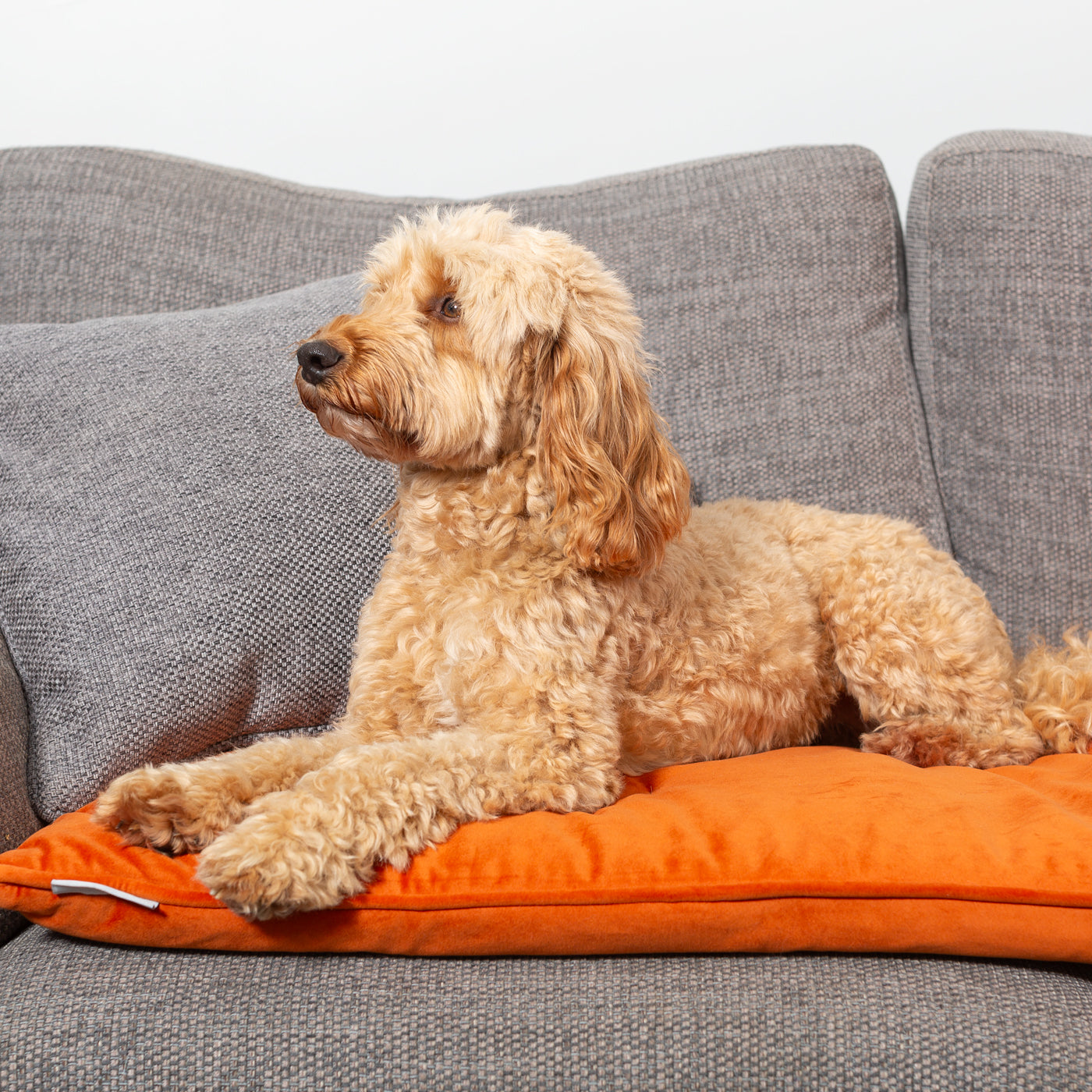 Couch Topper in Pumpkin Velvet By Lords & Labradors